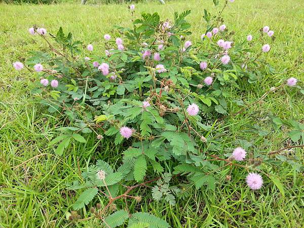 大溪漁港鷹石尖 017 大溪漁港鷹石尖 017
