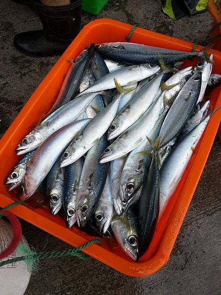 大溪漁港鷹石尖 089 大溪漁港鷹石尖 089