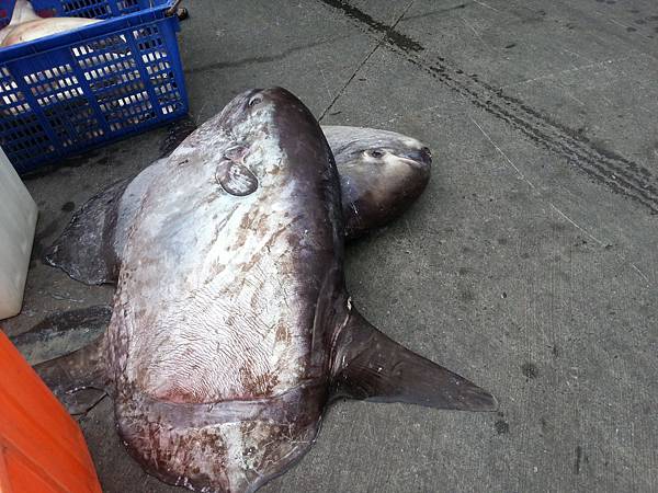 大溪漁港鷹石尖 092 大溪漁港鷹石尖 092