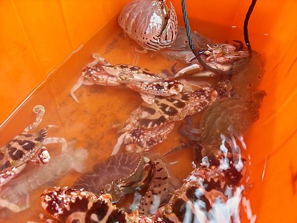 大溪漁港鷹石尖 108 大溪漁港鷹石尖 108