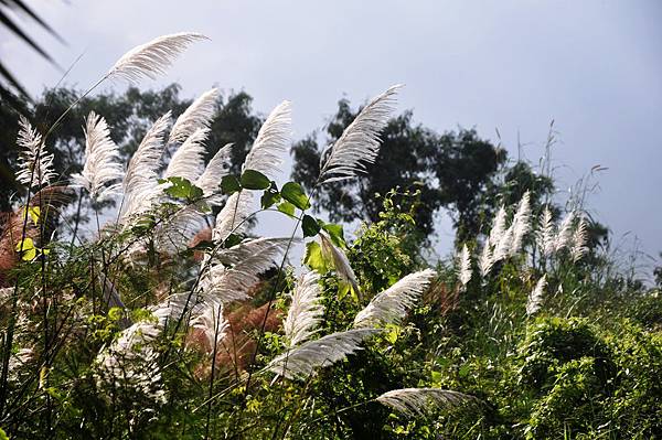 DSC_0621.jpg DSC_0621.jpg