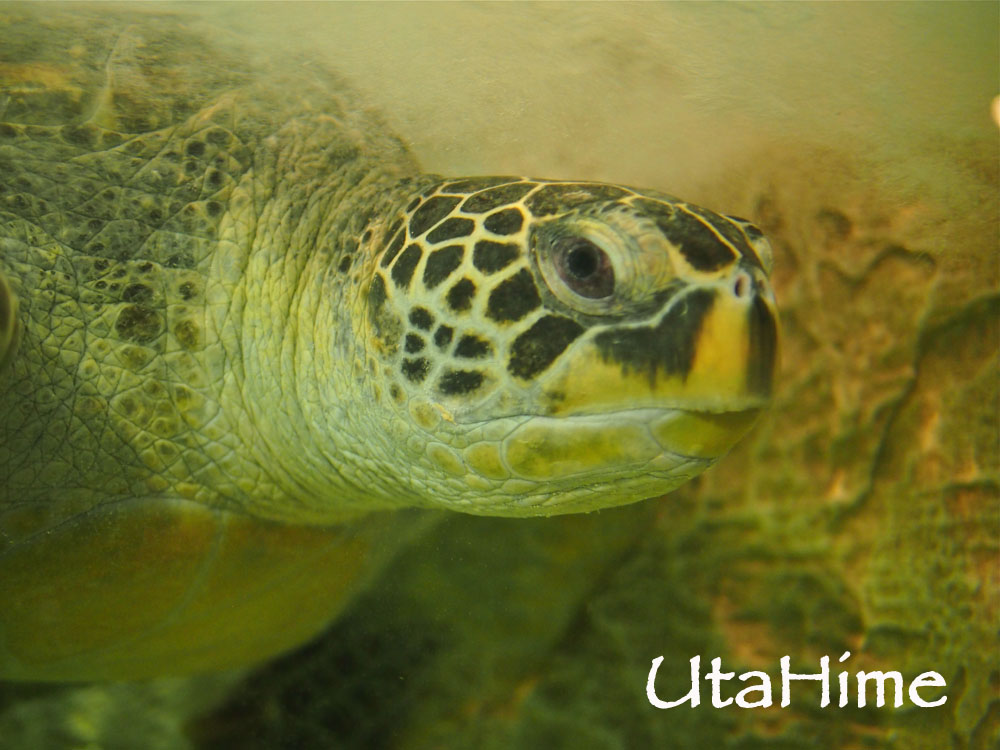 1012-270.jpg 1012-270.jpg