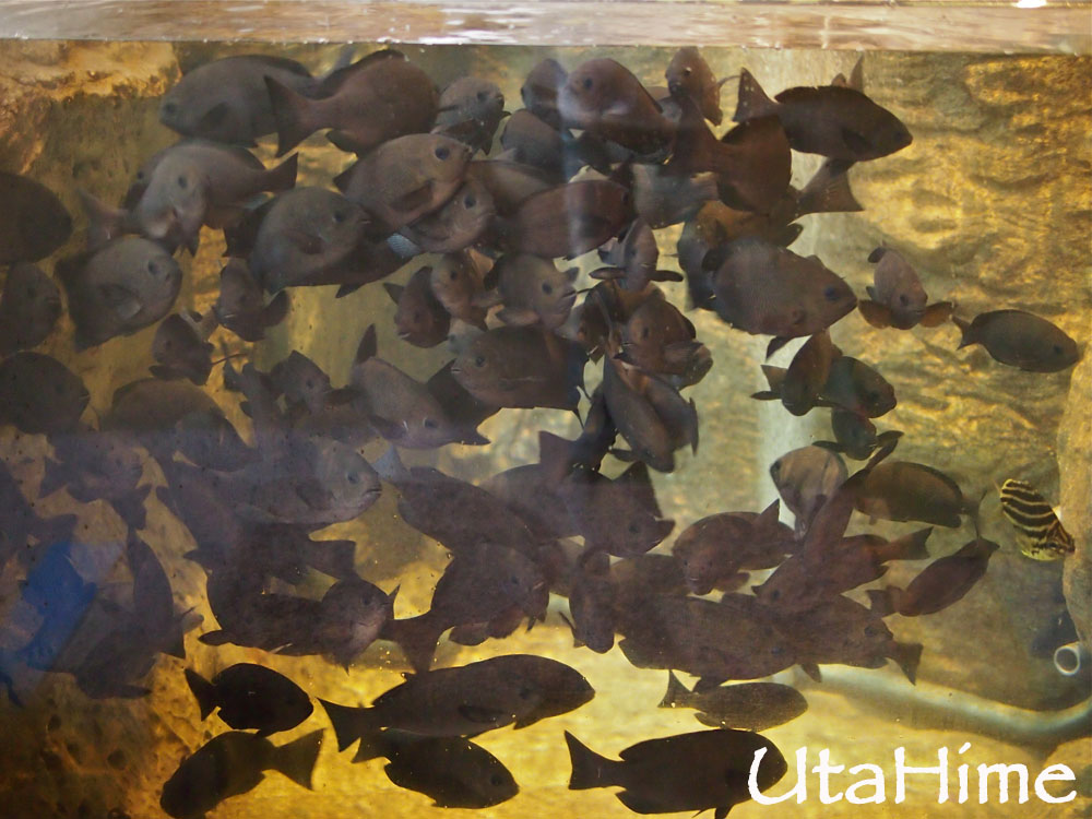 2012JapanD1 2012JapanD1