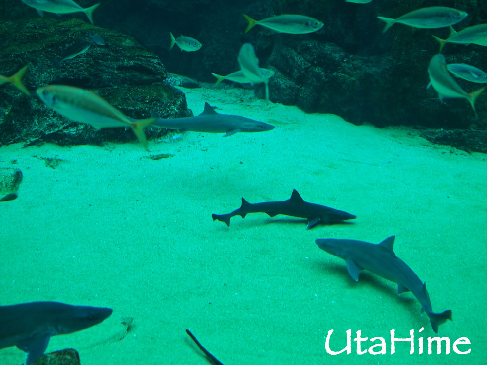 1012-277.jpg 1012-277.jpg