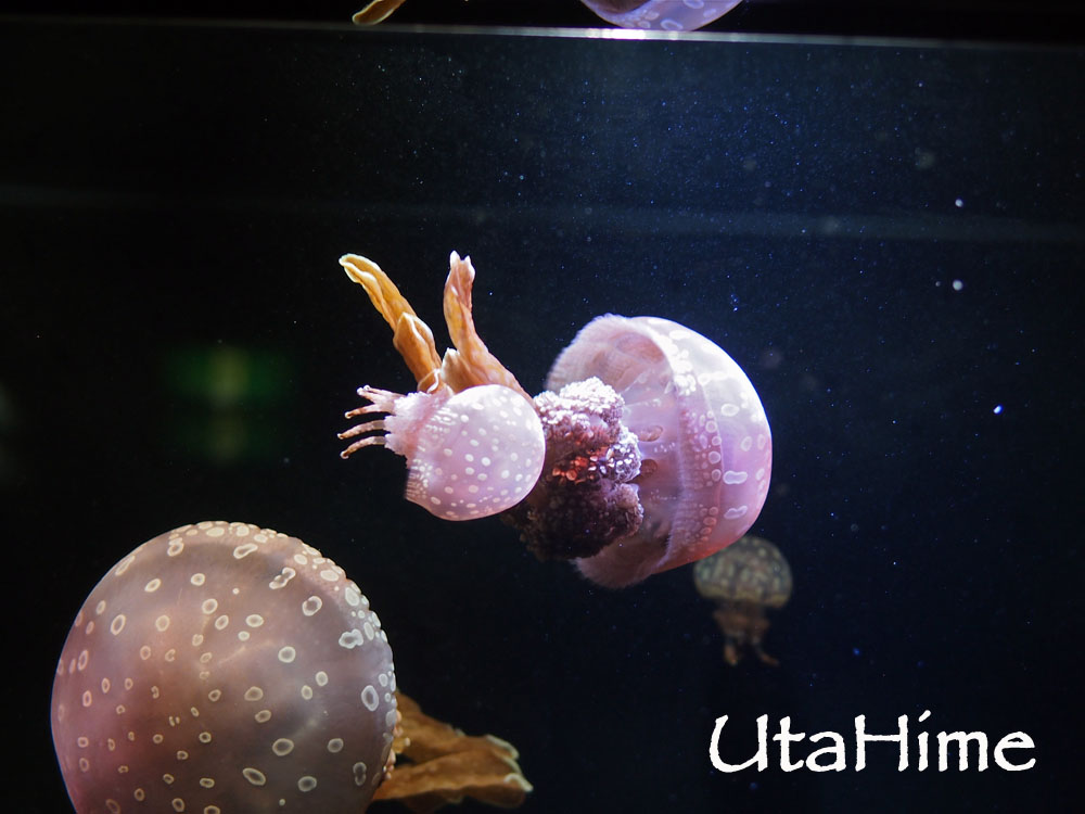 1012-305.jpg 1012-305.jpg