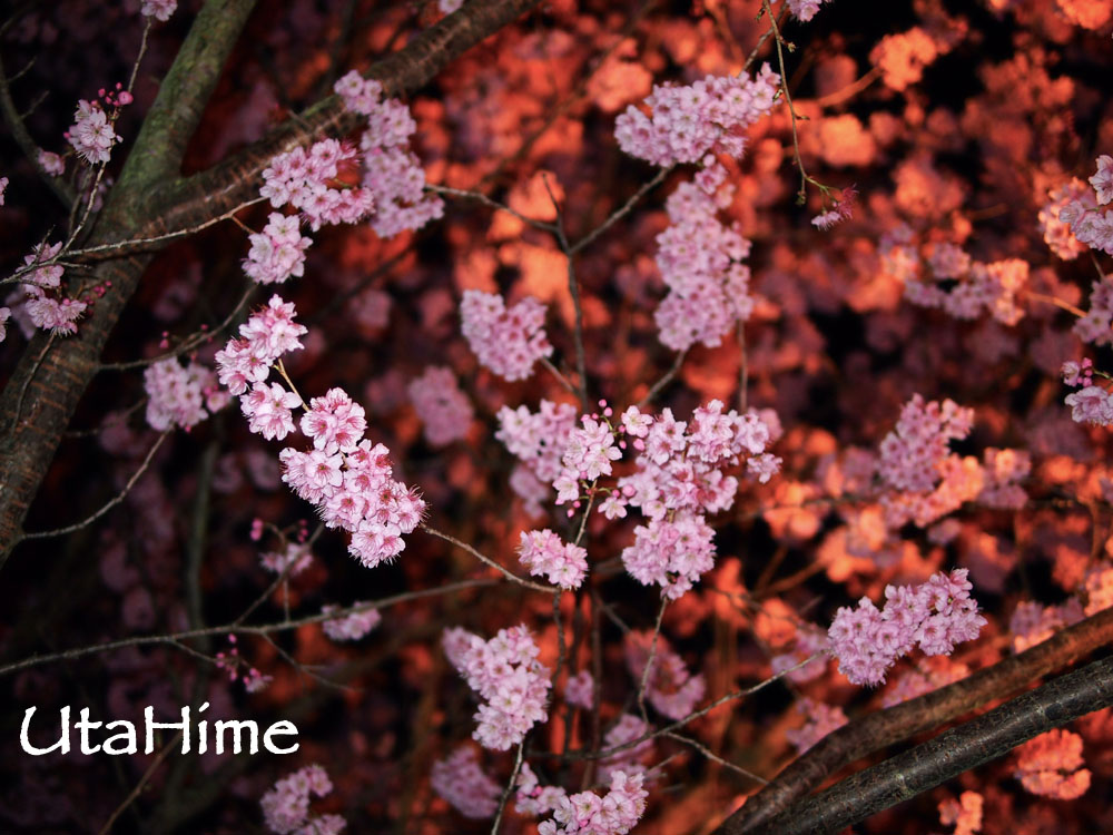 20120219-009 20120219-009