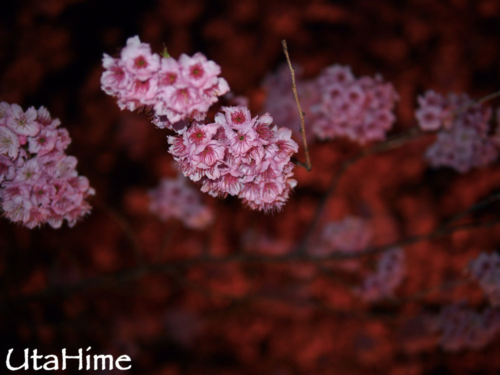 20120219-008 20120219-008