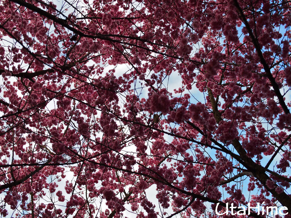 20120219-099 20120219-099