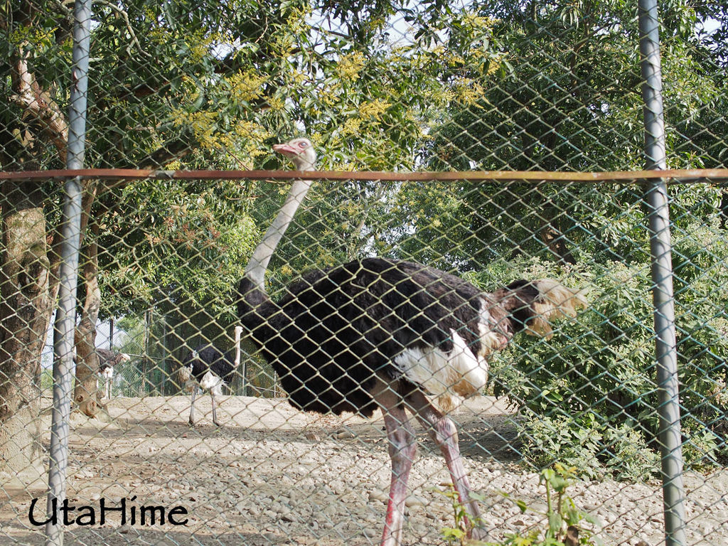 2013balloon95 2013balloon95