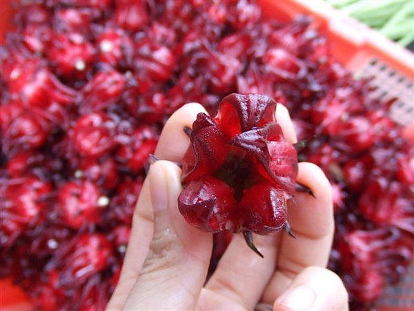 阿泥第一次見到洛神花