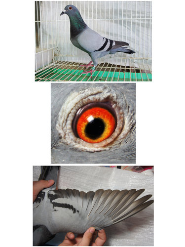 r_vGoKp71VrA34lKLqZcEw r_vGoKp71VrA34lKLqZcEw