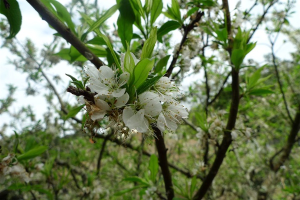 李花