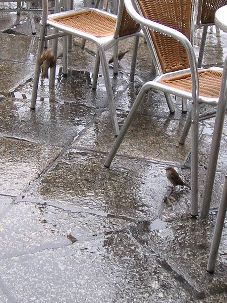 躲雨的麻雀