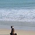 金巴蘭海灘dog1.jpg