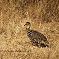 Yellow-necked Francolin