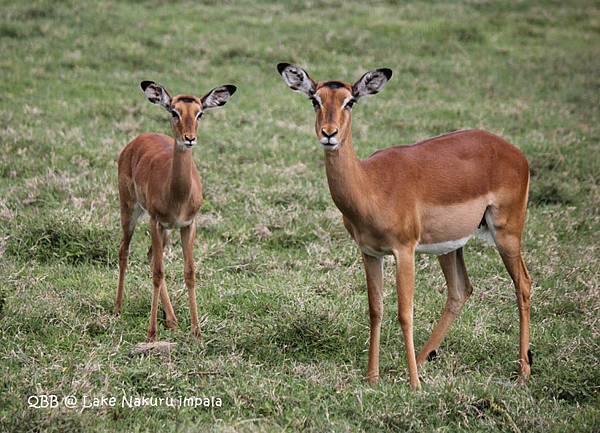 impala