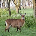 waterbuck