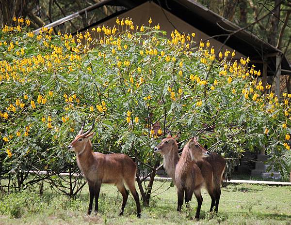 waterbuck