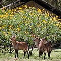 waterbuck