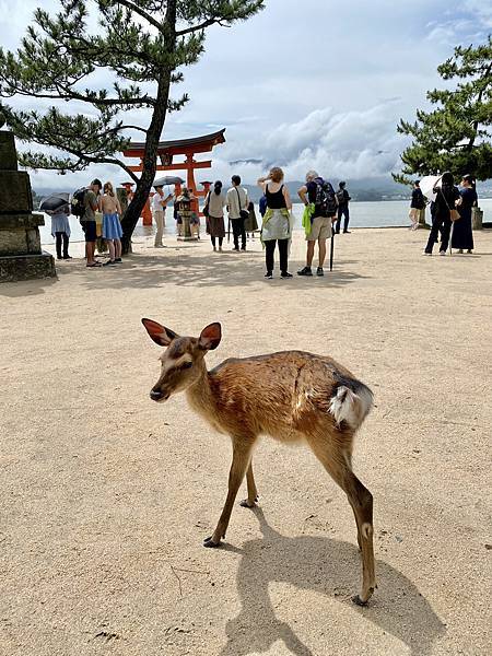 2023 掰咖的「吾障礙」之旅-宮島一日遊