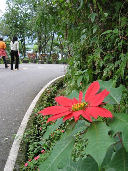 路人甲乙+紅花