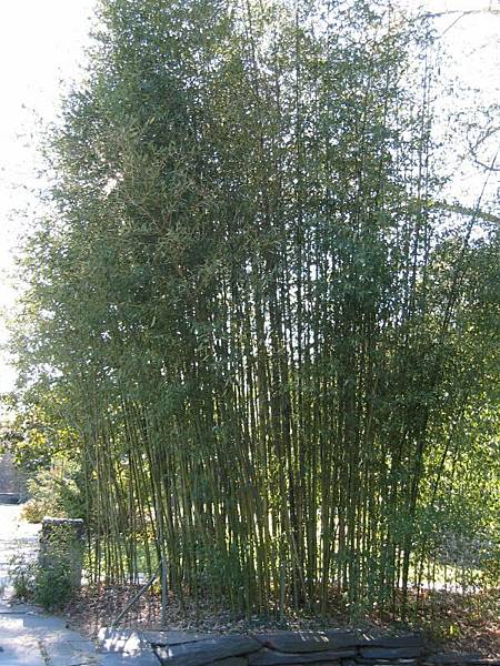 bamboo.........