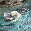 好Q的polar bear