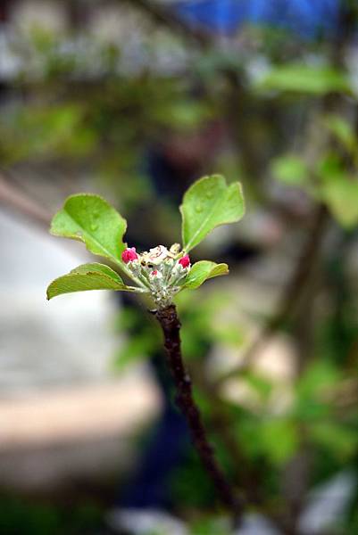 20120309茶園-蘋果花 20120309茶園-蘋果花