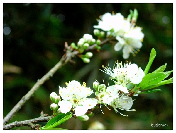 李子花6