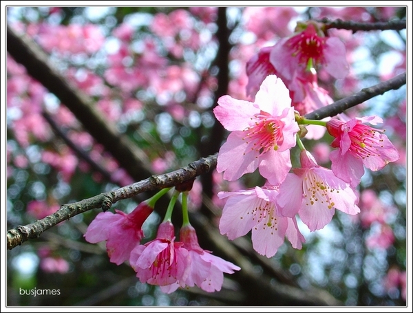 山櫻花