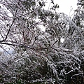 冰凍櫻花雪景(龍山巖)