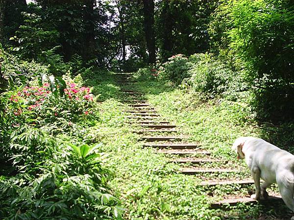 苗栗山義之旅-狗狗帶路