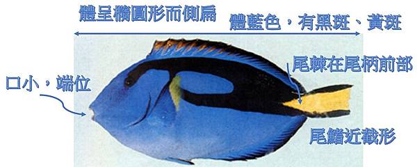 擬刺尾鯛paracanthurus Hepatus 嵐色海洋 痞客邦