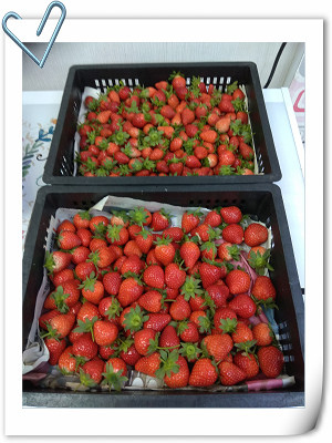 109.2.23 團購的草莓.jpg