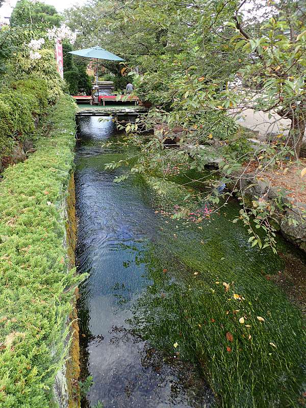 滋賀琵琶湖的盛夏 Day4 醒井可愛的梅花藻 賤岳搭纜車賞湖景 琵琶湖的湖水浴場戲水去 白鬚神社的湖中鳥居 湯元館月心之湯好享受