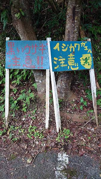 【來去奄美大島住十晚-6】 奄美大島的自然景點與野生動物