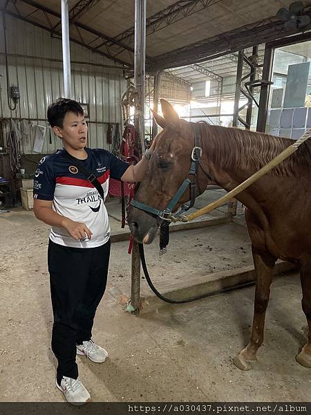 桃園騎馬體驗－原野馬術俱樂部暨訓練中心/原野馬場