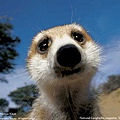 2006_01_08_meerkat.jpg