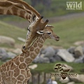 giraffe_T06-0340-056.jpg