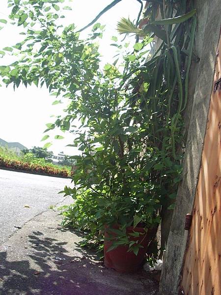 IMGP7270.JPG