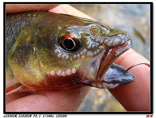 山溪spoon釣馬口魚心得 漁庫釣魚資訊網 Ucoolfishingwebsite