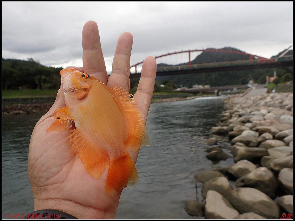 來隻外道魚 紅魔鬼 閒閒部落格 痞客邦 來隻外道魚 紅魔鬼 閒閒部落格 痞客邦