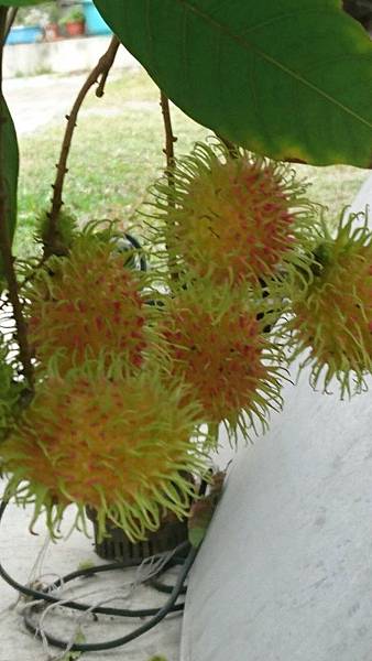 台東桂園民宿_181204_0005.jpg 台東桂園民宿_181204_0005.jpg