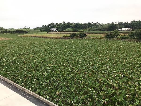 花蓮蓮緣民宿_190905_0006.jpg