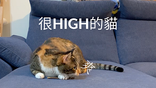 很high的貓