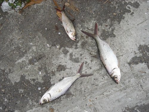 外道魚 解饞 歡迎進入安平防波堤 磯釣世界 痞客邦 外道魚 解饞 歡迎進入安平防波堤 磯釣世界 痞客邦