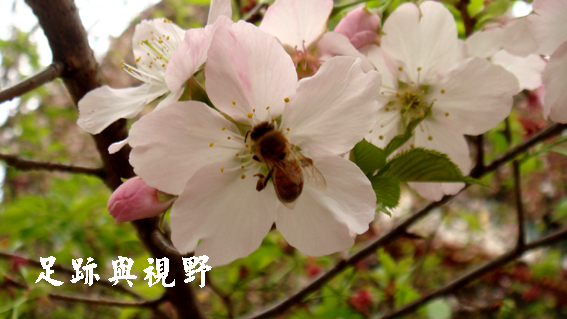 15蜜蜂採花的特寫.JPG 15蜜蜂採花的特寫.JPG