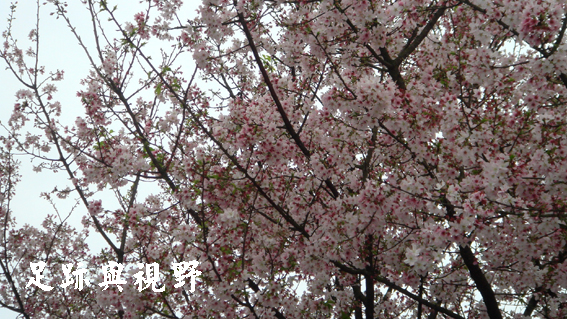 01天元宮賞櫻花.JPG 01天元宮賞櫻花.JPG