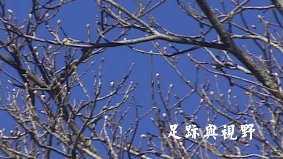 05春天在觀霧是一樹一樹抽出新芽24.JPG 05春天在觀霧是一樹一樹抽出新芽24.JPG