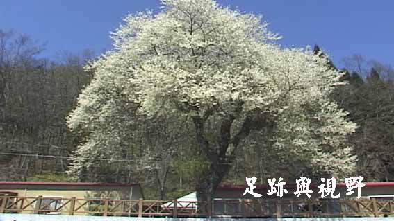 07霧社山櫻花.JPG 07霧社山櫻花.JPG